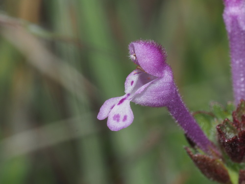 henbit deadnettle