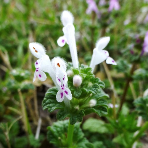 henbit deadnettle