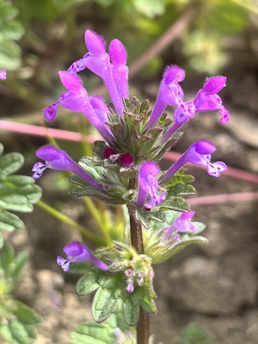 henbit deadnettle