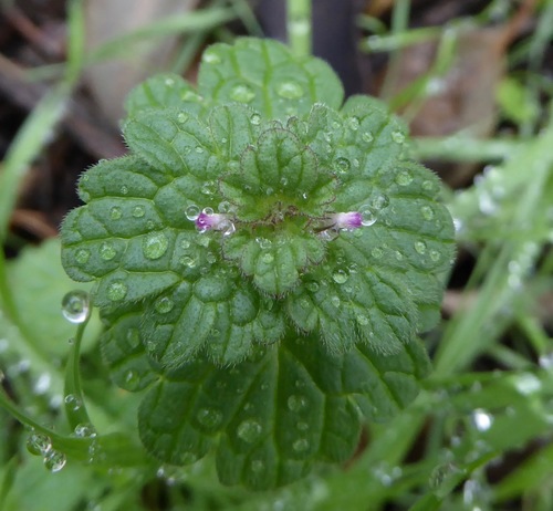 henbit deadnettle