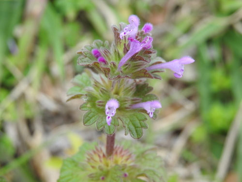 henbit deadnettle