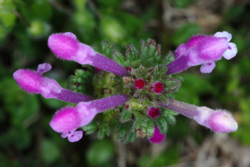 henbit deadnettle
