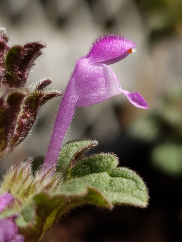henbit deadnettle
