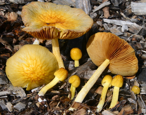 yellow fieldcap