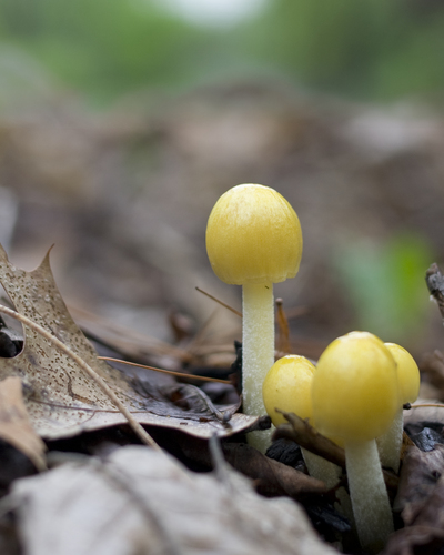 yellow fieldcap