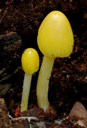 yellow fieldcap