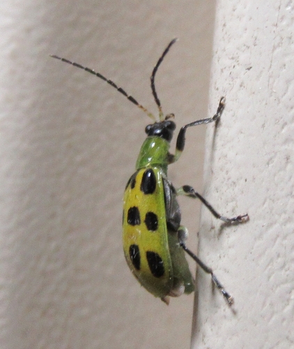 Spotted Cucumber Beetle