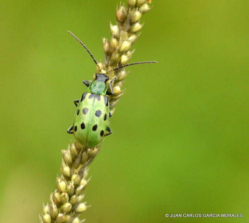 Spotted Cucumber Beetle