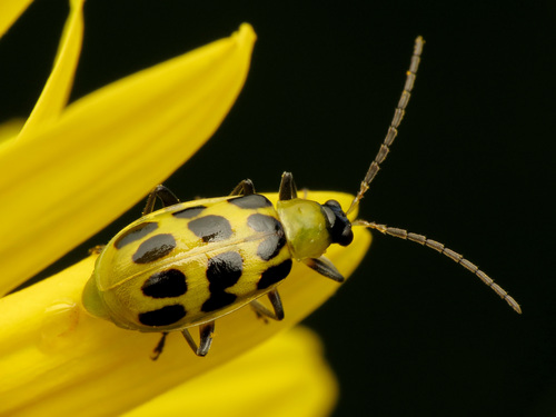 Spotted Cucumber Beetle