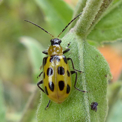 Spotted Cucumber Beetle