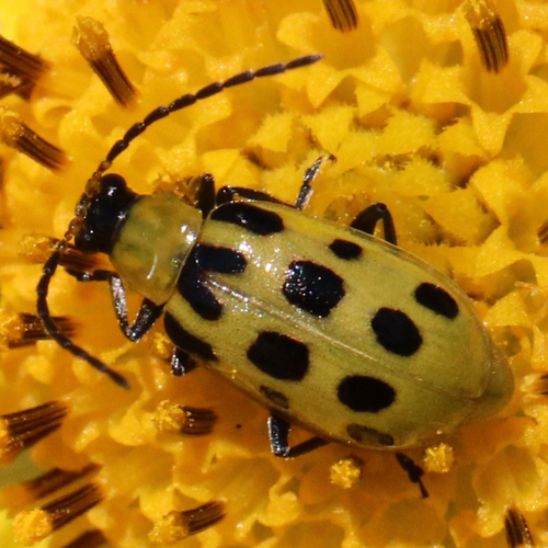 Spotted Cucumber Beetle