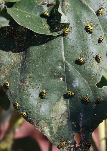 Spotted Cucumber Beetle