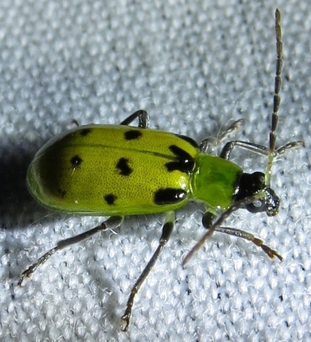 Spotted Cucumber Beetle