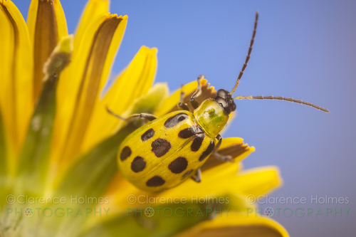 Spotted Cucumber Beetle