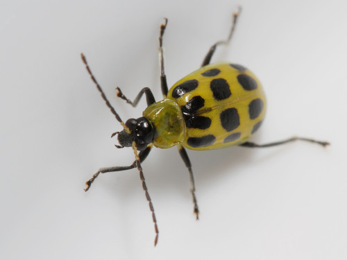 Spotted Cucumber Beetle