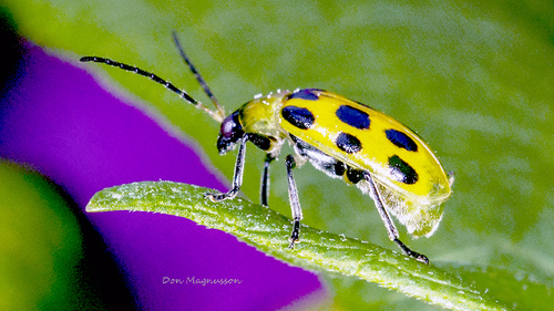 Spotted Cucumber Beetle