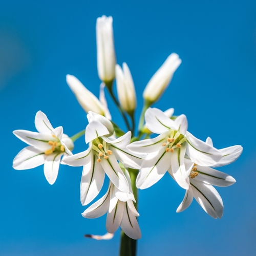 Three-cornered garlic