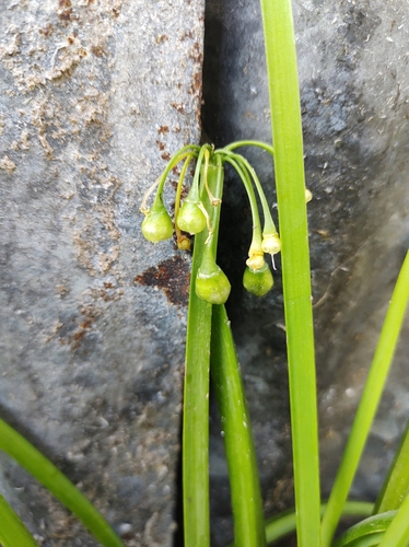 Three-cornered garlic