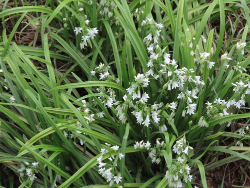 Three-cornered garlic