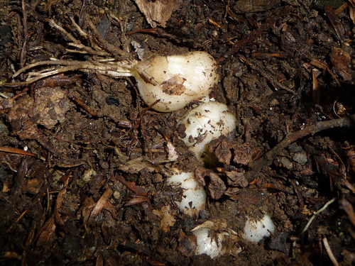 Three-cornered garlic
