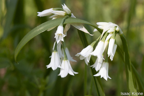 Three-cornered garlic