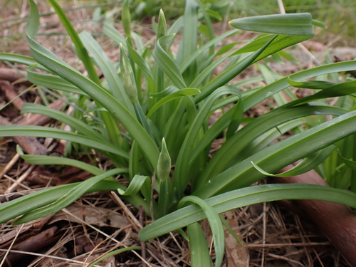Three-cornered garlic