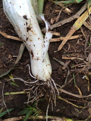 Three-cornered garlic
