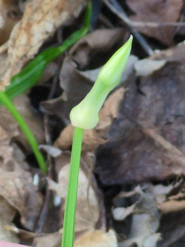 Three-cornered garlic