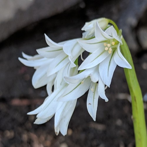Three-cornered garlic