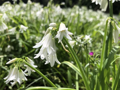 Three-cornered garlic