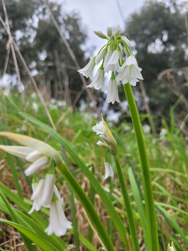 Three-cornered garlic