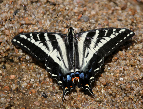 Pale Swallowtail