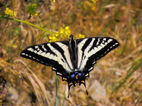 Pale Swallowtail