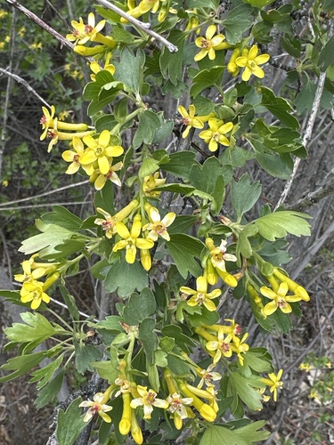 golden currant