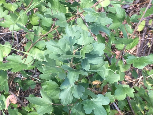 golden currant