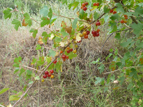 golden currant
