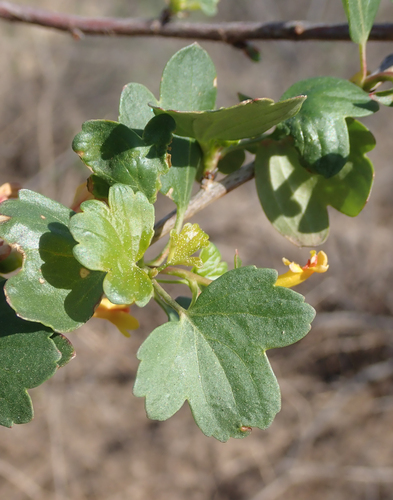 golden currant