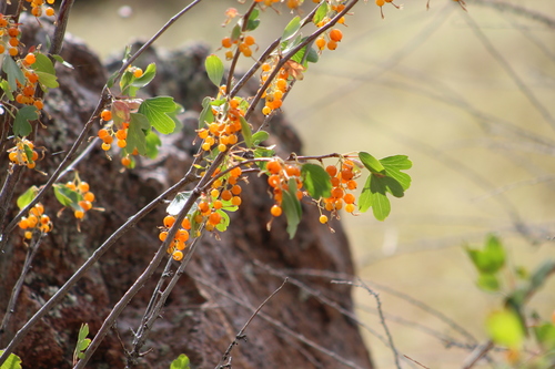 golden currant