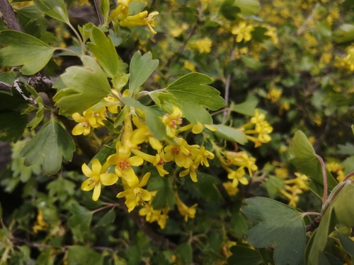 golden currant