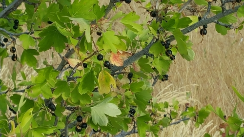golden currant