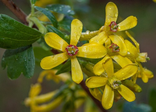 golden currant