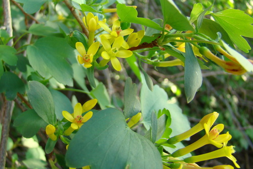 golden currant