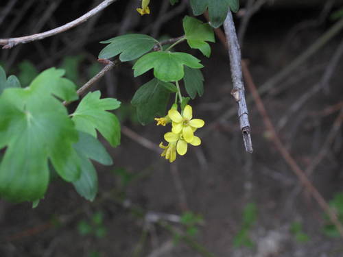 golden currant