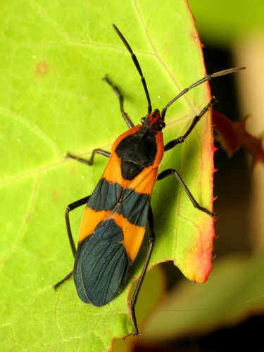 Large Milkweed Bug