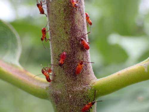 Large Milkweed Bug