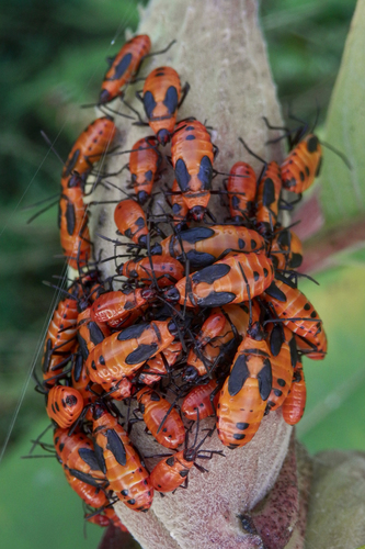 Large Milkweed Bug