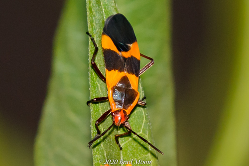 Large Milkweed Bug