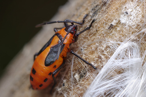 Large Milkweed Bug