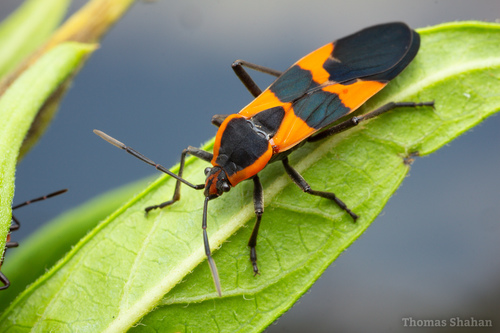 Large Milkweed Bug