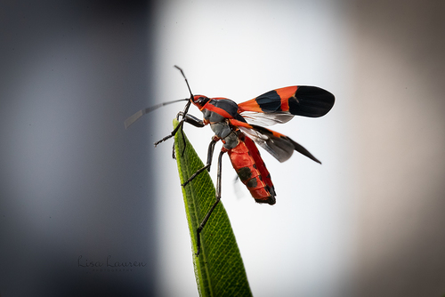 Large Milkweed Bug